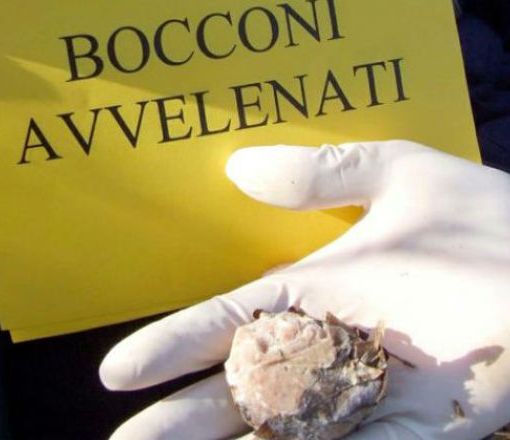 Lugano, in 151 chiedono aiuto alla Città per il reiterarsi dei casi di bocconi avvelenati per cani