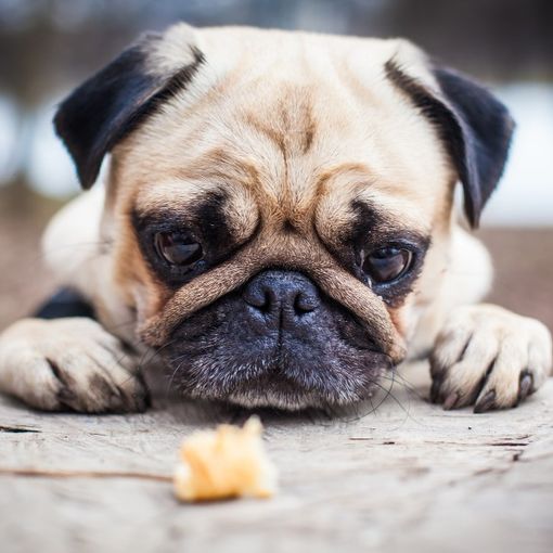 Vomito nel Cane: Cause, Prevenzione e Cura