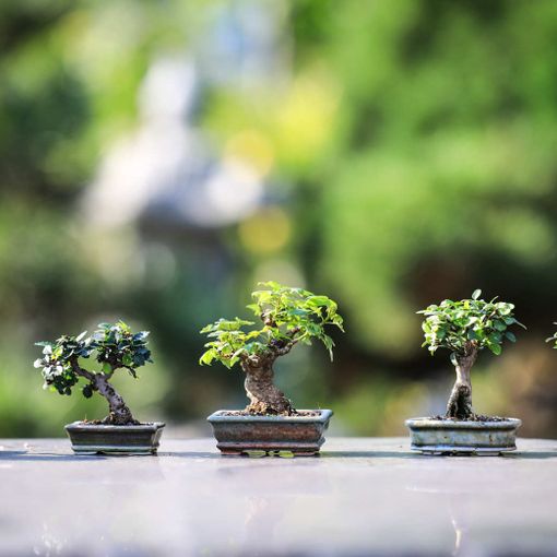 Esposizione di bonsai alle Isole di Brissago