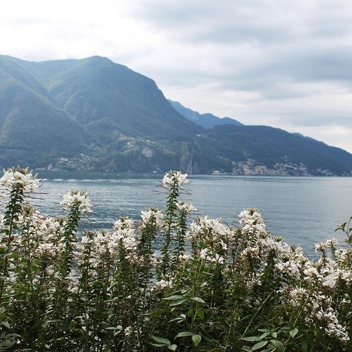 Mercato in Darsena, Lugano accende l'esposizione artigianale