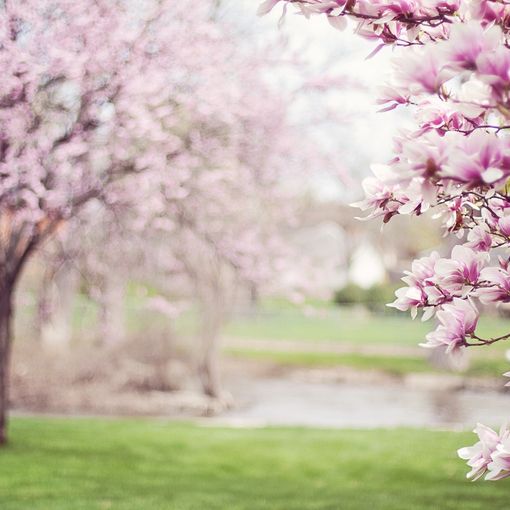 Primavera: ecco i 5 luoghi da visitare in Ticino