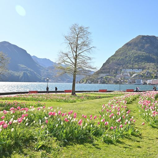 In Ticino un clima mediterraneo come in Croazia?