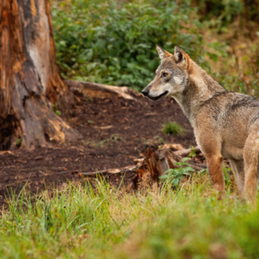 Svizzera, scontro animalisti - agricoltori sulla riforma della caccia