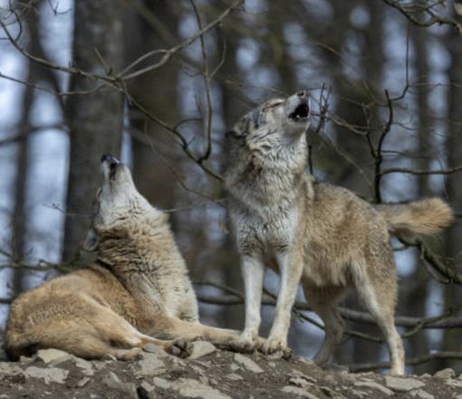 Svizzera, è polemica sull'abbattimento dei lupi