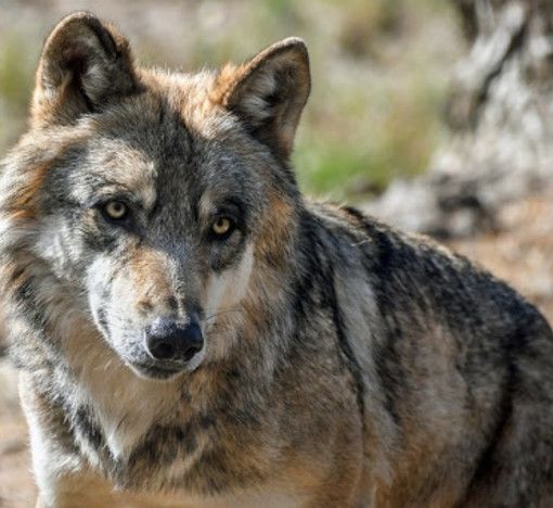 Convenzione Berna degrada il lupo a specie 'protetta'