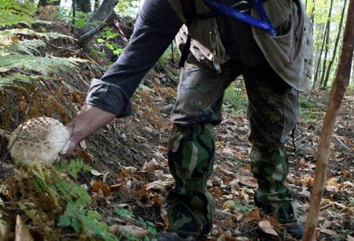 Canton Ticino, giro di vite sulla raccolta funghi: multa per 2.700 franchi per dodici cercatori italiani