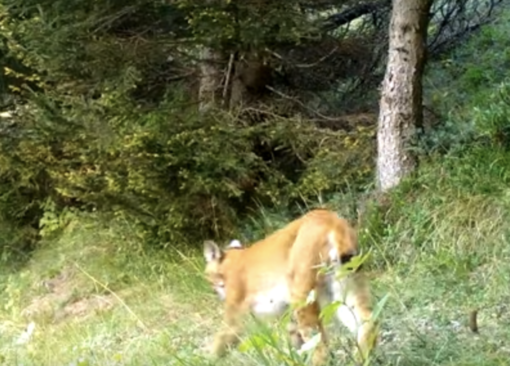 La lince fotograta in Valle Isorno
