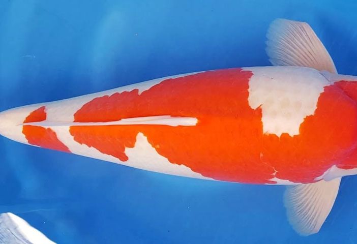 In foto, esemplare di carpa Kohaku