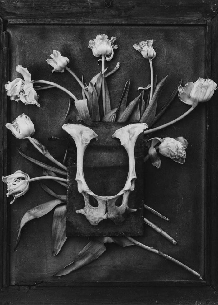 Sabato 29 giugno a Chieri inaugurazione della mostra fotografica “HISTOIRES de FLEURS”