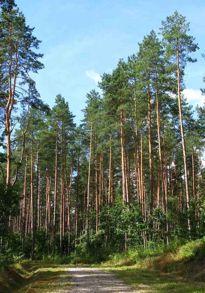 Luoghi del Ticino da non perdere: la Riserva forestale della Forcaridra