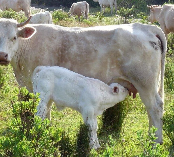 Al via in Ticino la terza edizione del concorso fotografico “Obiettivo Agricoltura”