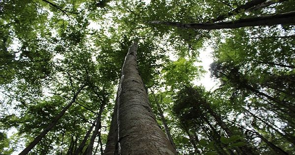Le faggete valmaggesi sono Patrimonio mondiale dell’Unesco