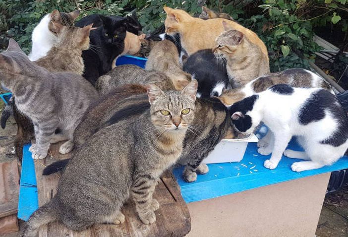 Bellinzona, scatta la caccia alla colonia di gatti randagi di via Cimalloco e Mondbò