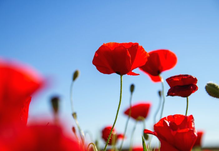 Bellinzona, concorso fotografico “Camorino in fiore 2021&quot;: un'iniziativa bella e curiosa