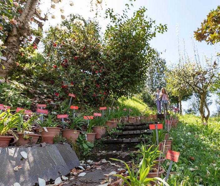 Luoghi del Ticino da non perdere: il Parco botanico del Gambarogno