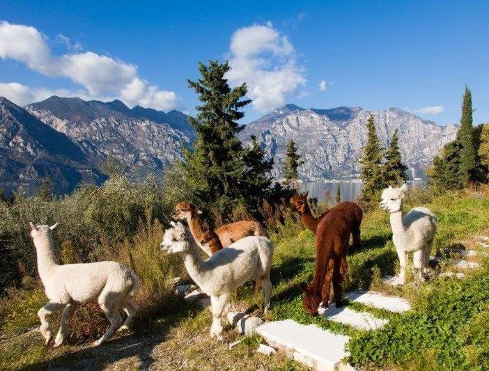 Petsfestival 2021: vieni a conoscere l’alpaca