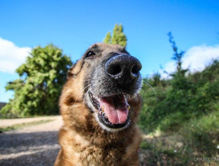 Petsfestival 2021: una fiera dedicata ai cani e alle loro attitudini