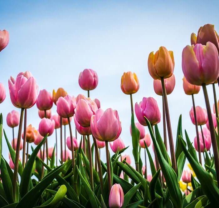 Ottobre rosa: Lugano aderisce di nuovo alla campagna &quot;1 Tulipano per la VITA&quot;