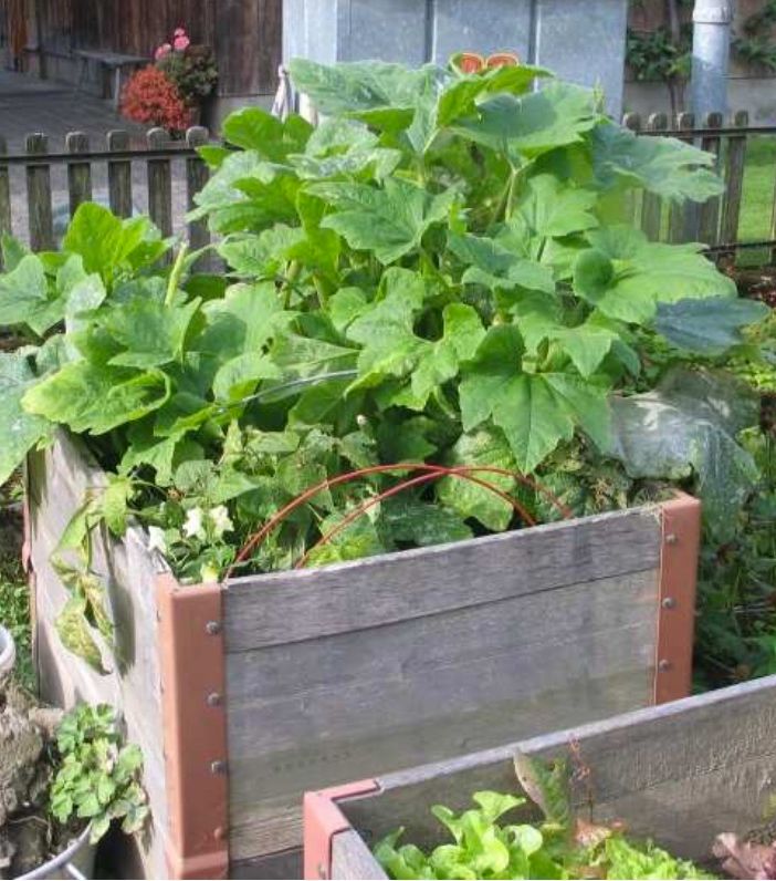 Piazza del Ponte di Mendrisio diventa “Un giardino in città”