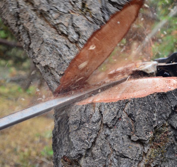Lugano, resi noti gli interventi selvicolturali invernali per la protezione del bosco