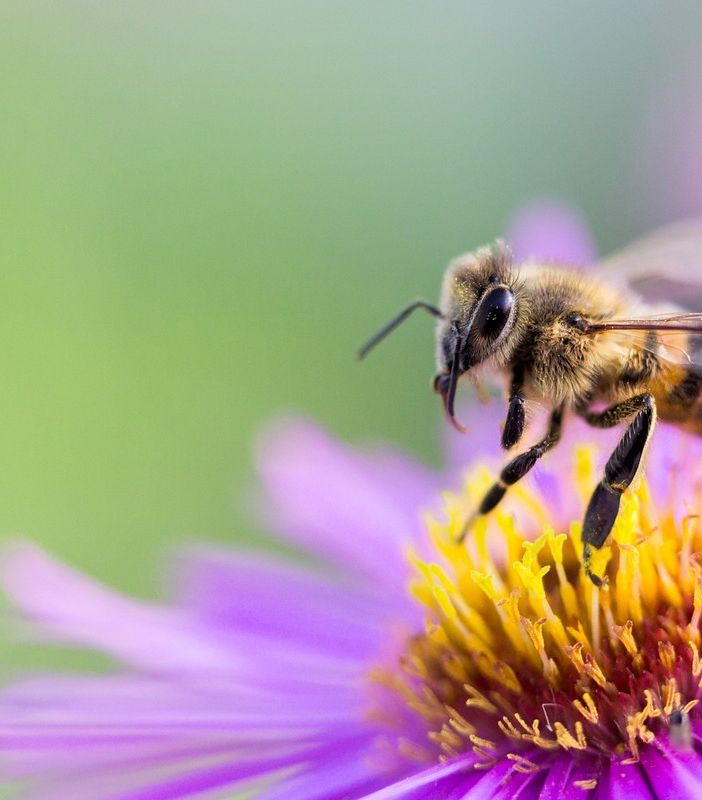 Api, apicoltura e biodiversità: ospiti speciali quest'anno a Petsfestival