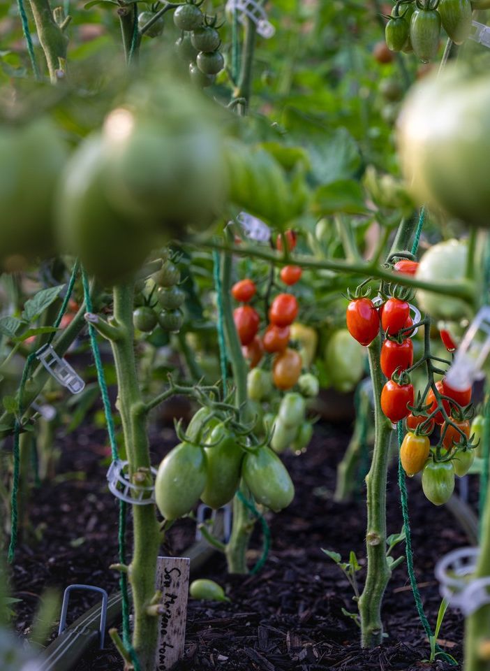 Filiera agroalimentare e sostenibilità: l'infografica Bennet mostra la via per la transizione green