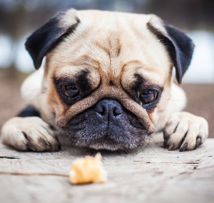 Vomito nel Cane: Cause, Prevenzione e Cura
