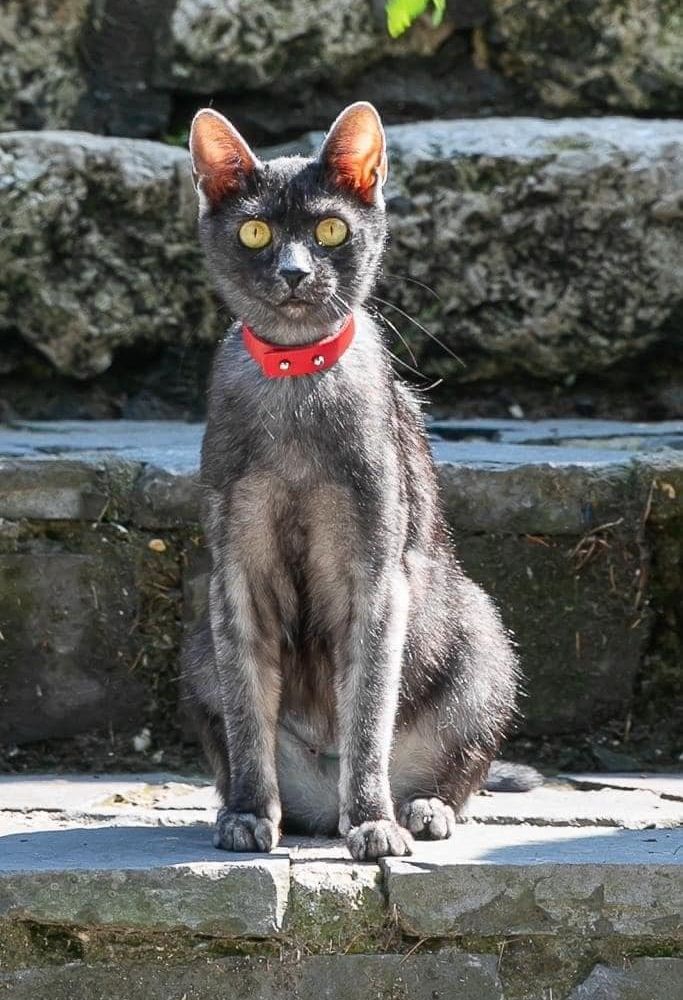 Petsfestival 2022: mica i soliti quattro gatti