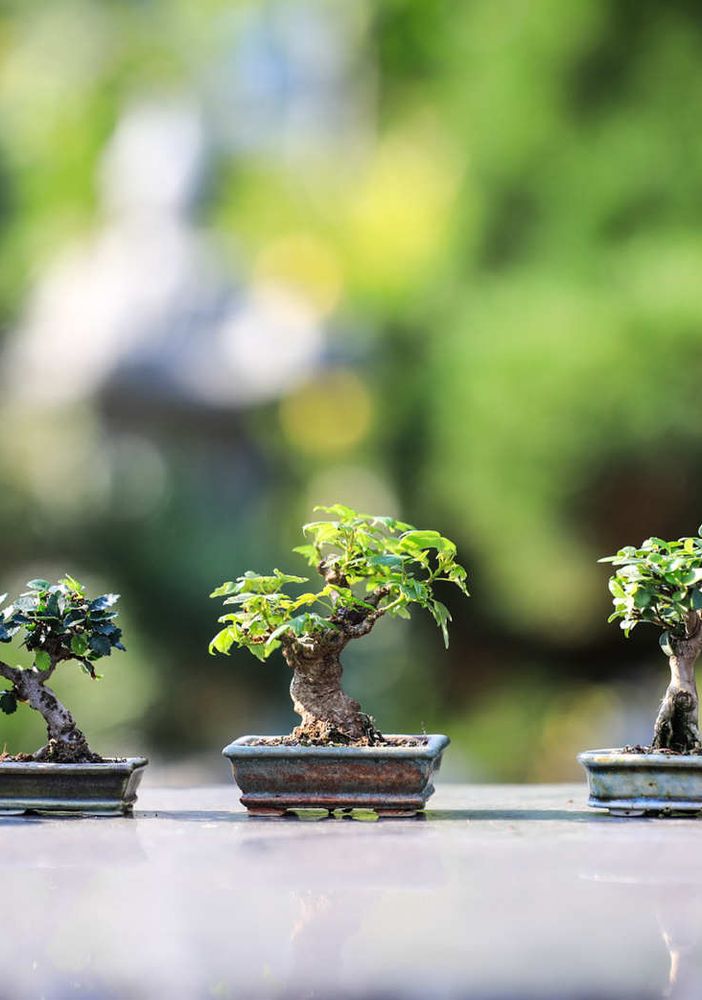 Esposizione di bonsai alle Isole di Brissago