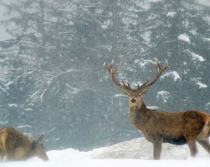 Animali selvatici in inverno: disturbarli e foraggiarli è pericoloso