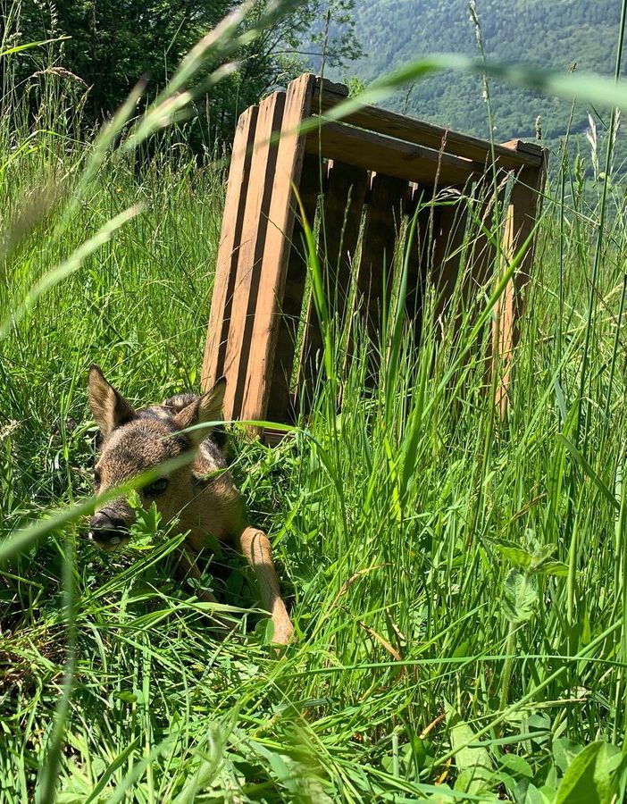 In Ticino droni e termocamere per salvare i cuccioli di capriolo