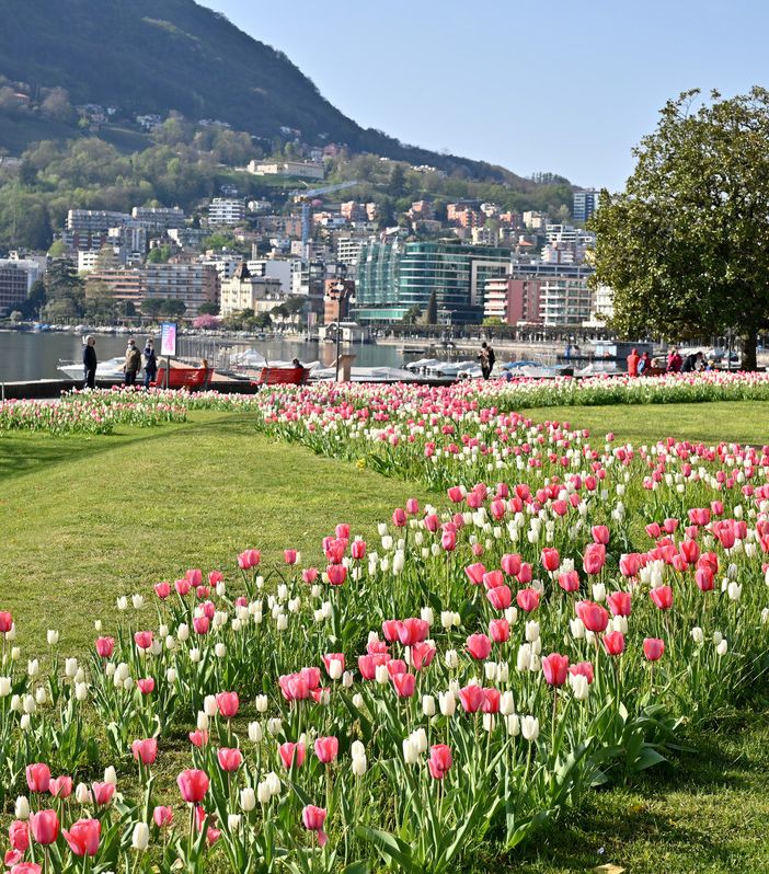 Aderendo a &quot;1 Tulipano per la Vita&quot;, Lugano rende omaggio alle donne vittime di tumore al seno