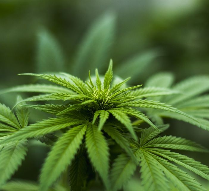 Cannabis in Svizzera, quando il consumo è legale
