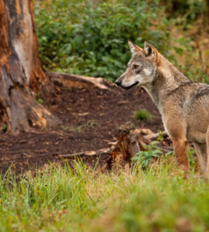 Svizzera, scontro animalisti - agricoltori sulla riforma della caccia
