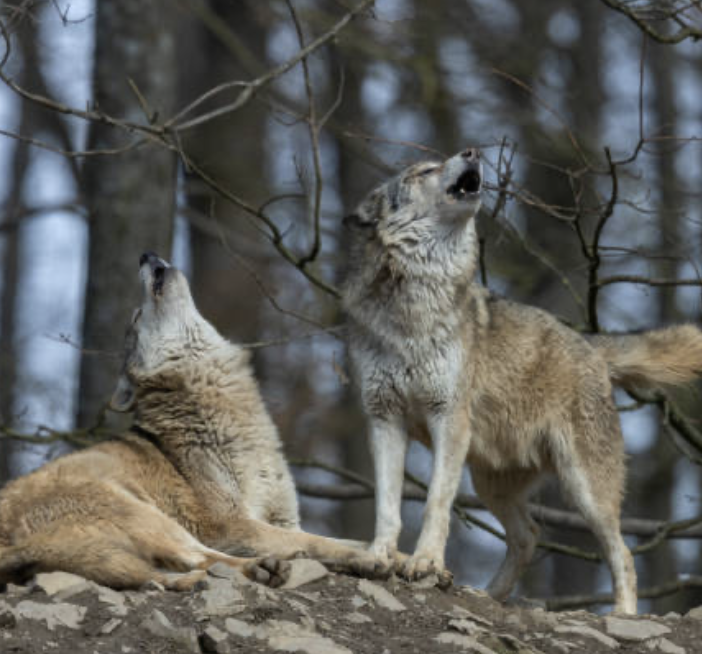 ''Abbattere 34 lupi? Impossibile in tempi brevi''