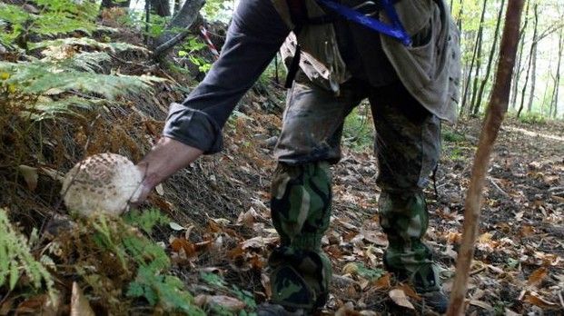 Canton Ticino, giro di vite sulla raccolta funghi: multa per 2.700 franchi per dodici cercatori italiani