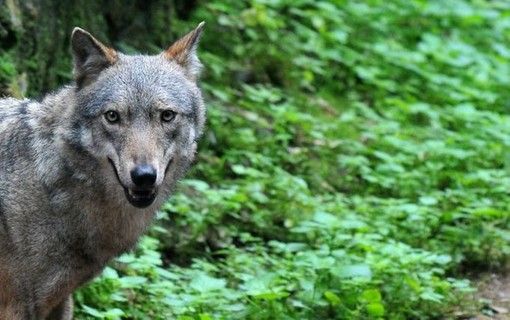 Cinque le coppie di lupi nel Vco