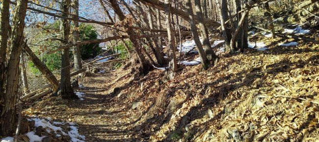 Il progetto integrale nel bosco di protezione del Comune di Orselina: investimento da 2.360.000 franchi