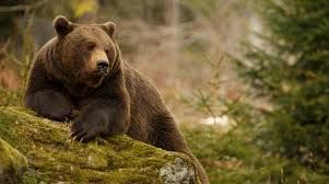 Abbattuto in Svizzera il fratello di Jj4, l'orso del Trentino al centro delle polemiche per la morte di un podista Abbattuto in Svizzera il fratello di Jj4, l'orso del Trentino al centro delle polemiche per la morte di un podista