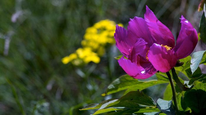 Alla scoperta della splendida fioritura estiva della flora del Monte Generoso
