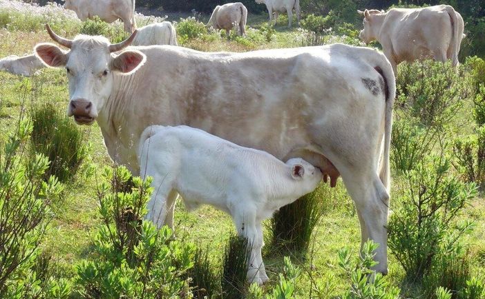 Al via in Ticino la terza edizione del concorso fotografico “Obiettivo Agricoltura” Al via in Ticino la terza edizione del concorso fotografico “Obiettivo Agricoltura”