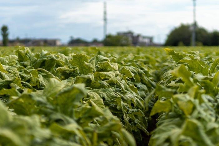 Sigarette illecite in aumento in Ue, Italia modello nel contrasto Sigarette illecite in aumento in Ue, Italia modello nel contrasto