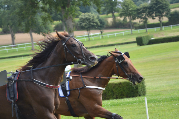 Scommettere sui cavalli: 5 consigli utili