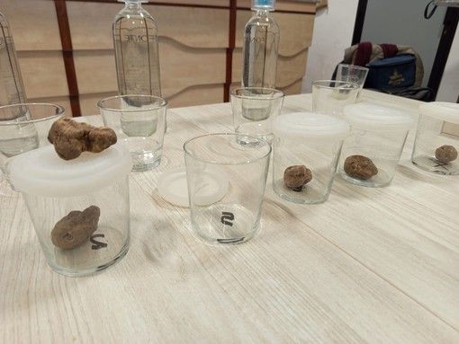 Dronero: all' Istituto Alberghiero Donadio una Masterclass sul Tartufo Bianco d’Alba (Foto e Video) Dronero: all' Istituto Alberghiero Donadio una Masterclass sul Tartufo Bianco d’Alba (Foto e Video)