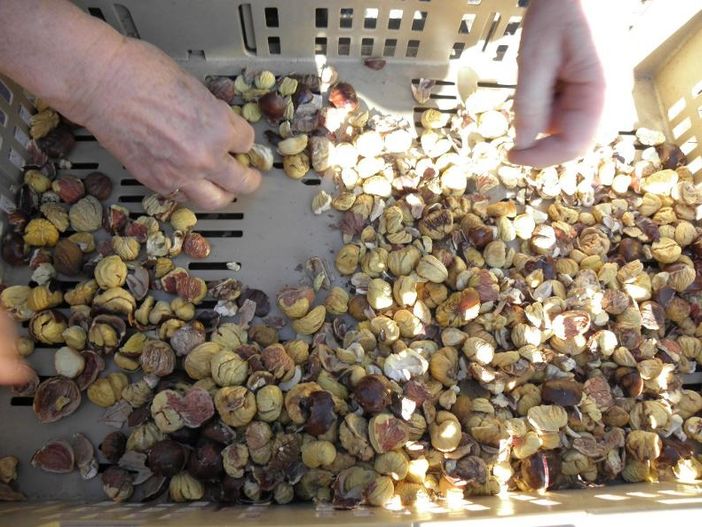 A Moghegno si tramanda la tradizione del carico della grà A Moghegno si tramanda la tradizione del carico della grà