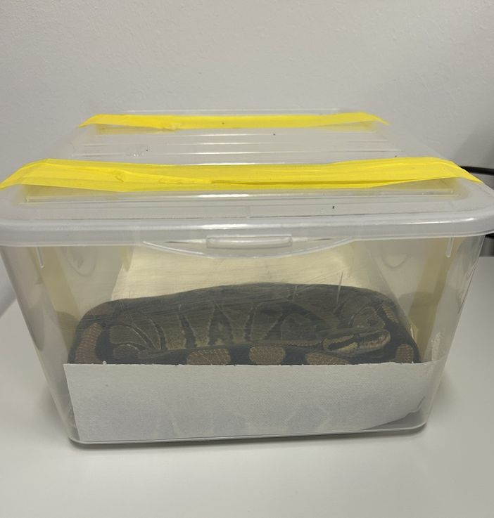 Fermati alla dogana con un pitone reale in auto senza autorizzazione Fermati alla dogana con un pitone reale in auto senza autorizzazione