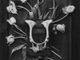 Sabato 29 giugno a Chieri inaugurazione della mostra fotografica “HISTOIRES de FLEURS”