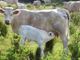 Al via in Ticino la terza edizione del concorso fotografico “Obiettivo Agricoltura”