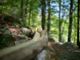 Sapevate che in Ticino esiste il “BoBosco”?