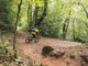 5 sentieri dove la castagna è regina: il Castagno Bike